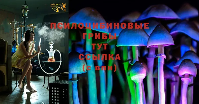 Галлюциногенные грибы MAGIC MUSHROOMS  Дмитровск 